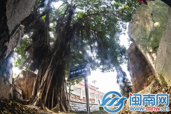 福住邦夫在鄭成功紀(jì)念館親手種下的榕樹(shù)