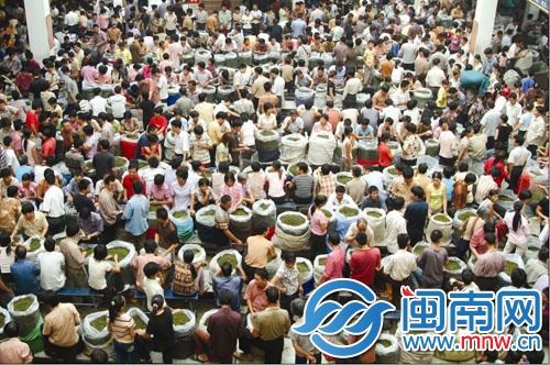 今年安溪鐵觀音秋茶產(chǎn)銷兩旺，喜煞茶農(nóng)