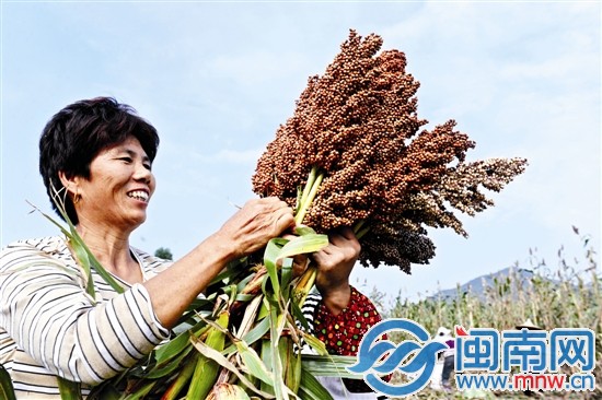 看著飽滿誘人的果實(shí)，收割的阿姨一臉喜悅
