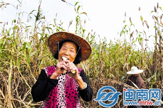我們的秸稈含糖量很高，咬起來(lái)可甜了