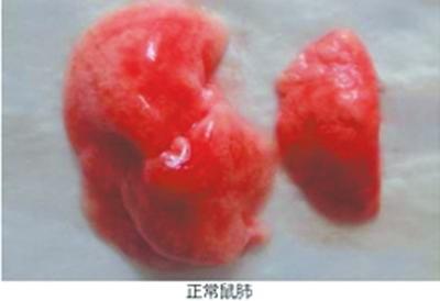 網(wǎng)上文稿展示的正常鼠肺