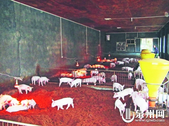 發(fā)酵床使豬的糞便、污水通過(guò)發(fā)酵有效分解