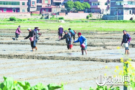 農(nóng)民朋友正忙著平整秧田、播種育秧
