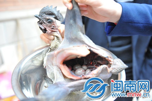 公雞腹內(nèi)有六枚蛋，專家說這是罕見的陰陽雞