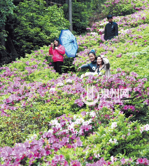 洛江仙公山風景區(qū)內，杜鵑花漫山遍野，紅的似火，白