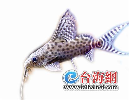 熱帶魚