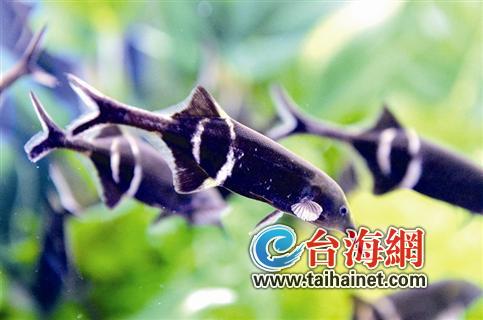 熱帶魚2