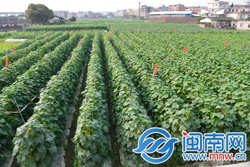 菜農(nóng)很愁，地里這么多黃瓜賣不動(dòng)