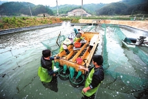 對鰻魚按重量進(jìn)行分揀