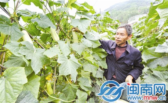 聽說有人要買黃瓜，顏興堂光著腳就跑到地里摘瓜