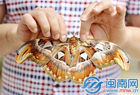 蛇頭蝶的雙翅長有蛇頭狀的圖案