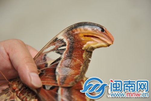 “蛇頭蝶”的蝶翼兩側(cè)有明顯的蛇頭狀圖案