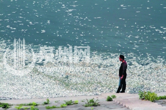 成片死魚漂浮水面