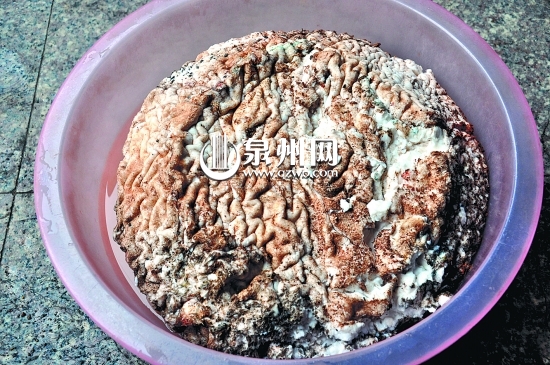 表皮皺巴巴的，看起來像動(dòng)物大腦。