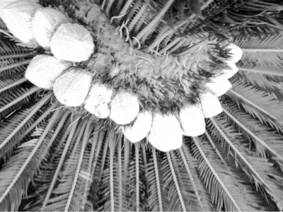 鐵樹(shù) 開(kāi)出15朵花蕾