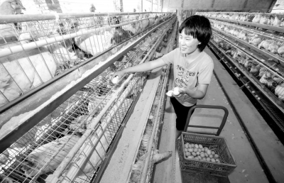 養(yǎng)殖場工人的工作很輕松，只需按電鈕、記數(shù)字，收集