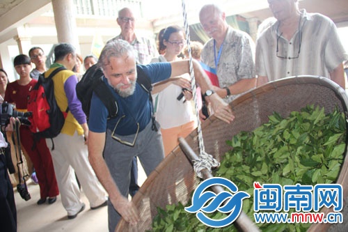 外國友人體驗(yàn)茶葉搖青