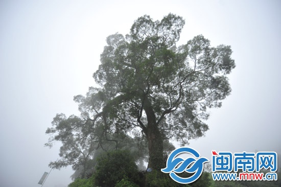 樹高三十多米，樹冠參天