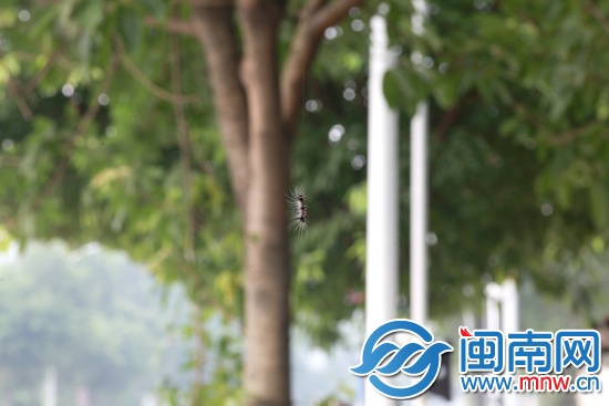 空中掉下一只蟲(chóng),攝于南山公園外的人行道