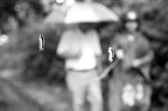 毛蟲懸掛半空，過(guò)往行人膽戰(zhàn)心驚。