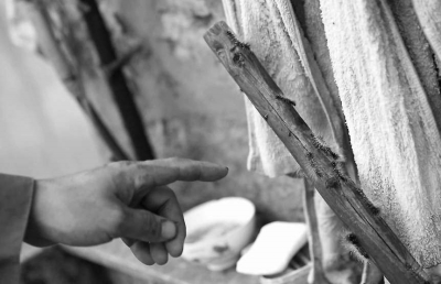 毛蟲“入侵”村民家中。