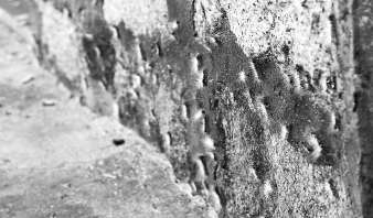 村民家外墻體上爬滿毛蟲。