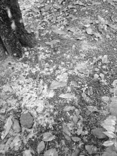 龍眼樹下落滿毛蟲尸體。