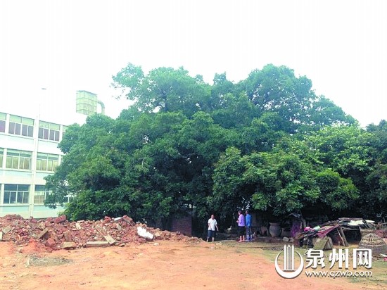 移植大榕樹須向林業(yè)部門提出申請(qǐng)