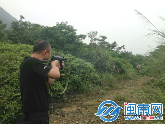 中了三槍后，牛摔倒在地無法動彈