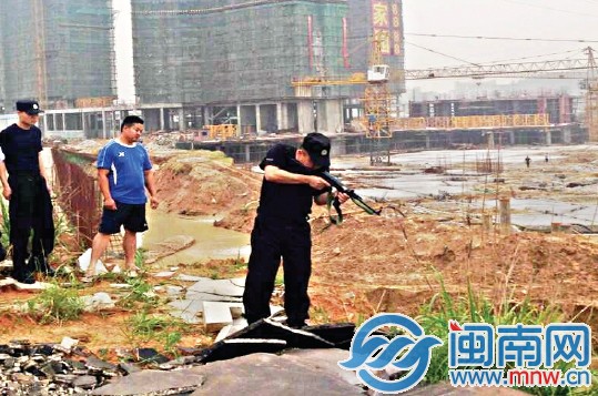 在南安官橋某工地旁，民警將牛擊斃