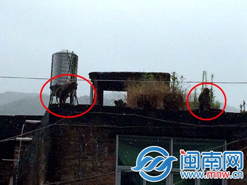 見(jiàn)到民警后，兩只猴子跑到樓頂，玩起了捉迷藏