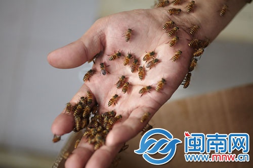蜜蜂附在黃師傅的手上，他反復(fù)尋找蜂王