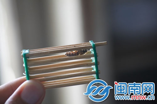 將蜂王關(guān)進(jìn)“王籠”，放進(jìn)蜂群中引誘其他蜜蜂
