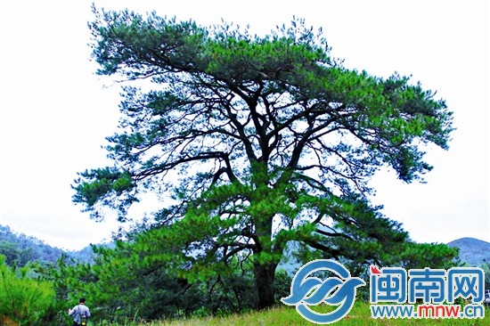 其他古樹不服？來攻擂吧!