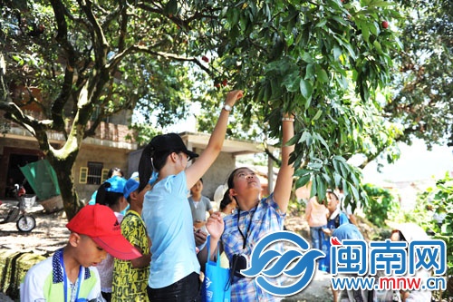 小記者三五成群，男生上樹(shù)摘，女生則在樹(shù)下伸長(zhǎng)胳膊摘