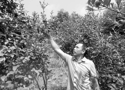 郭建遠(yuǎn)觀察油茶果，對今年的長勢很滿意。