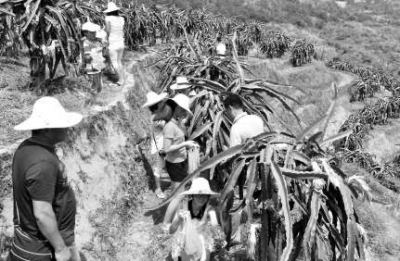 翔云紅心火龍果大豐收