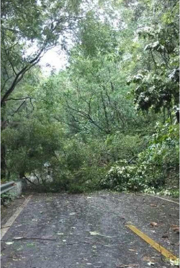 鼓山公路樹被吹倒