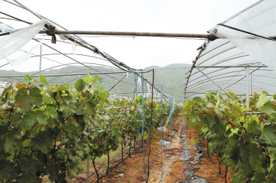 豐州閩豐葡萄園大棚棚頂被大風(fēng)摧毀。實習(xí)生李想攝