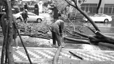 園林工人正在鋸市體育館前倒下的樹（市政局供圖）。